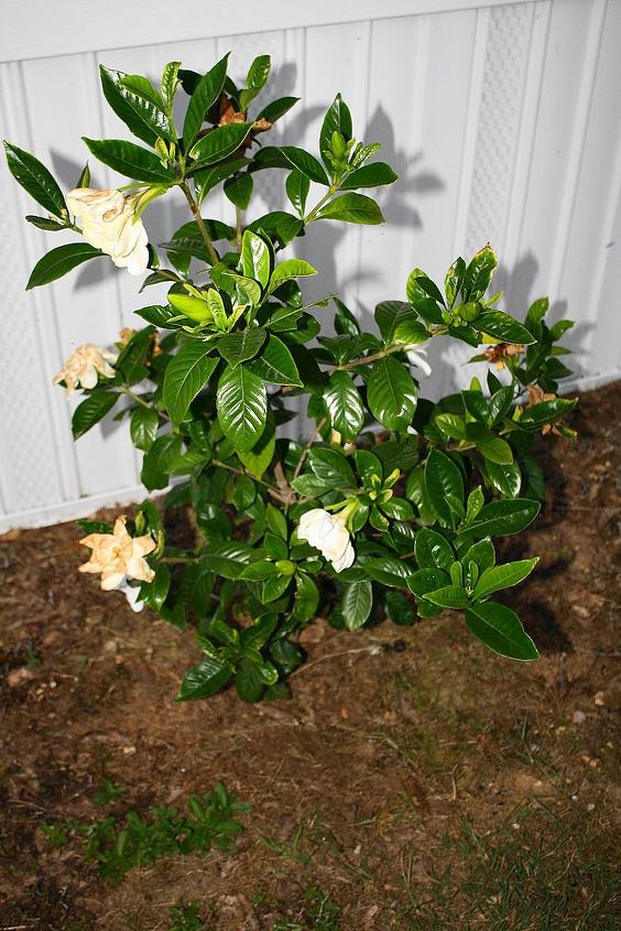 gardenia or camellia