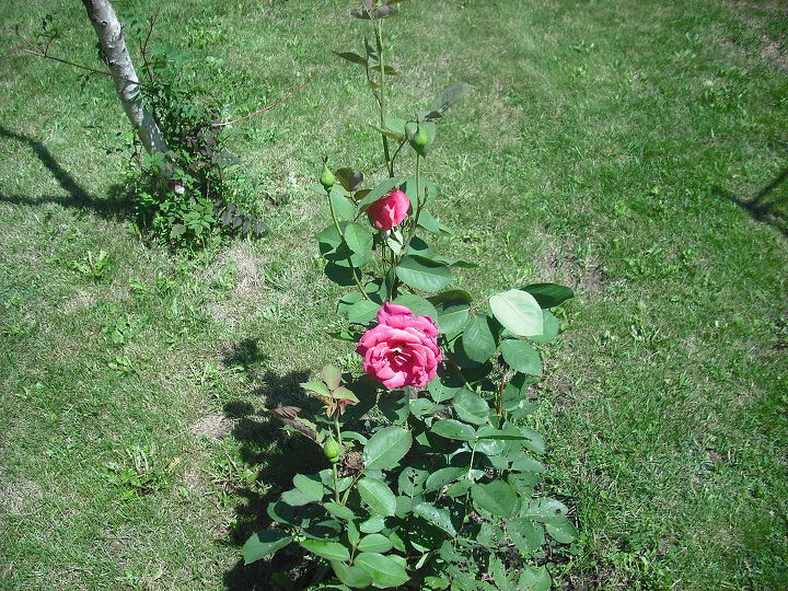 compartilhando minhas rosas e flores com o jardim 3