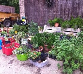 overwhelmed with the task at hand need advice for horse stable garden, container gardening, gardening, landscape, Donated plants from all over used planted every single item Planted them all all over