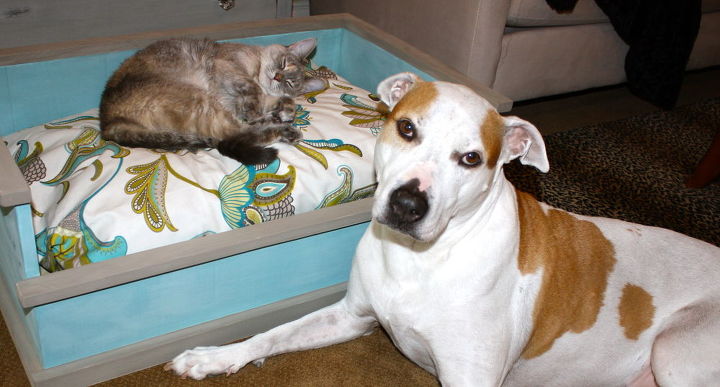 cama casera para perros o gatos, Otra vez De verdad Haz una para los gatos