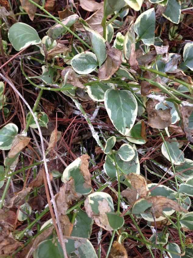 what is killing my plants, gardening, White fungus on the stems