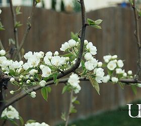 dreaming of spring, outdoor living, Pear tree in bloom