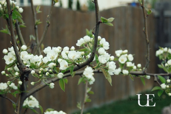 dreaming of spring, outdoor living, Pear tree in bloom
