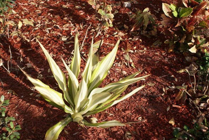 new pictures, gardening, Variegated Agave