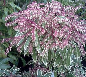 q plants in bloom today in the nursery 21 pictures, gardening, Variegated Pieris