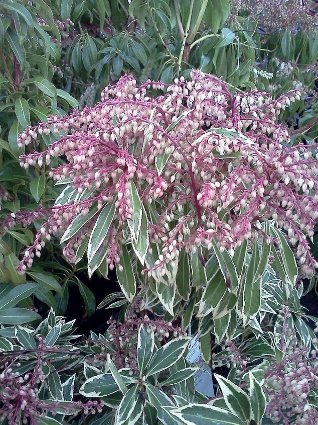 q plants in bloom today in the nursery 21 pictures, gardening, Variegated Pieris