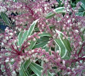 q plants in bloom today in the nursery 21 pictures, gardening, Variegated Pieris