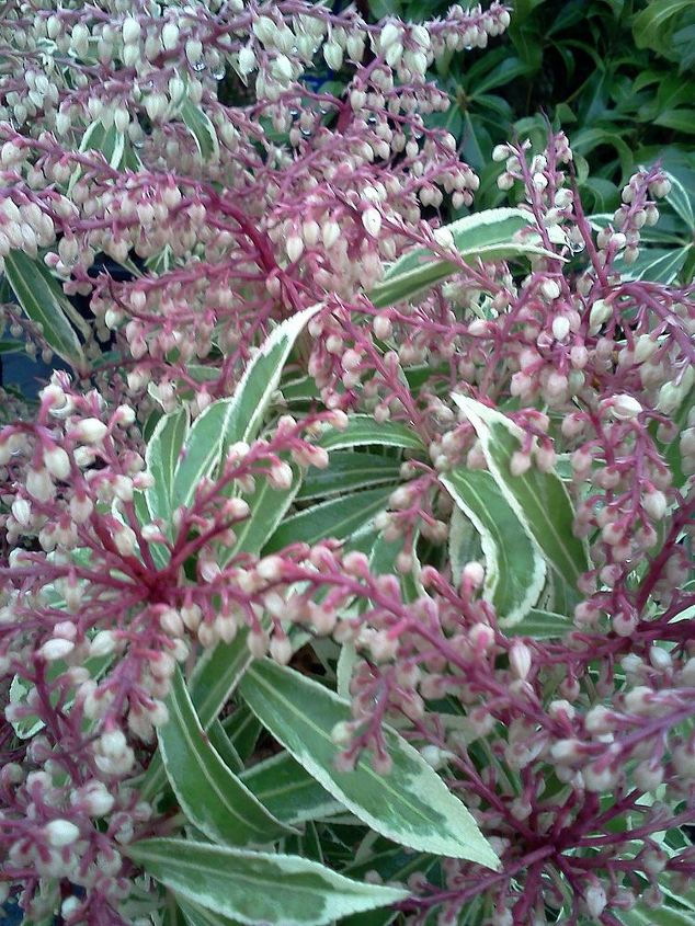 q plants in bloom today in the nursery 21 pictures, gardening, Variegated Pieris