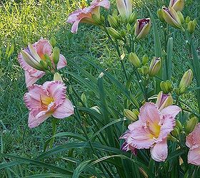 what is blooming at my house mostly daylillies oh and bunnies too, flowers, gardening