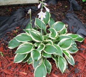 rained out, gardening, The hostas seem to be fine they are in a spot where the water drains away from them a little more