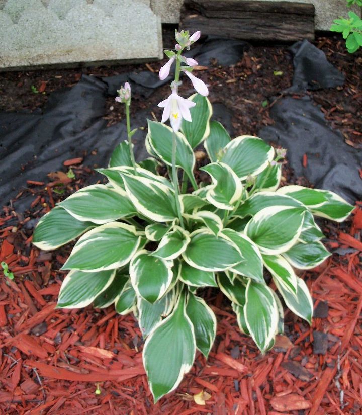 rained out, gardening, The hostas seem to be fine they are in a spot where the water drains away from them a little more