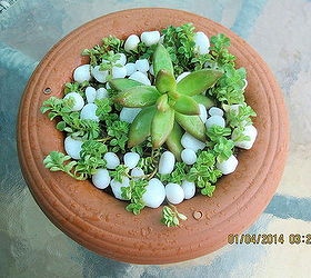 succulent containers, container gardening, flowers, gardening, succulents