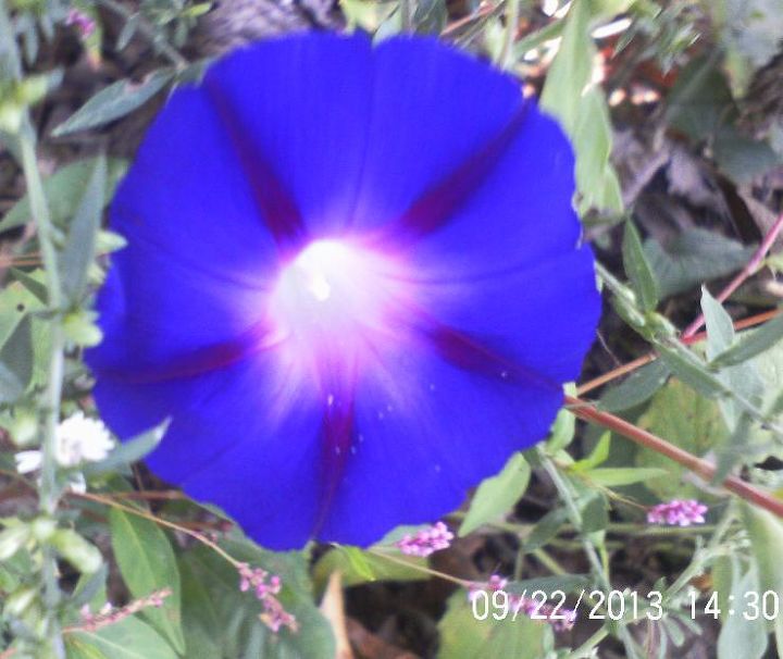 flowers and butterflies, flowers, gardening, pets animals, Favorite Morning Glory