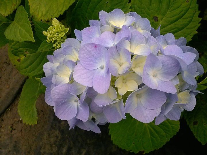 there is simply no excuse for not having a hydrangea in your life, flowers, gardening, hydrangea