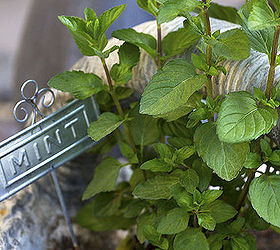 herb garden, container gardening, gardening, Mint Grown in a Container