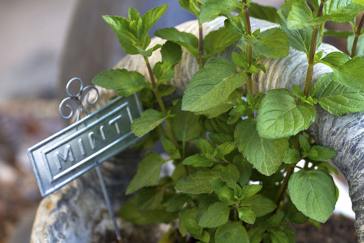 herb garden, container gardening, gardening, Mint Grown in a Container
