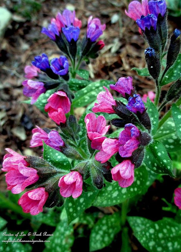 spring is blossoming, gardening, Lungwort with its pretty spotted leaves