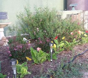 update on my first spring garden, container gardening, flowers, gardening, butterfly garden in progress