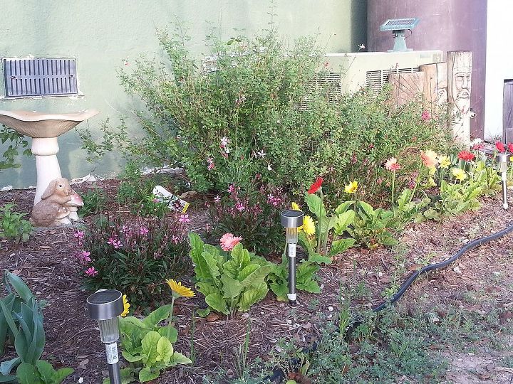 update on my first spring garden, container gardening, flowers, gardening, butterfly garden in progress