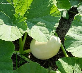 growing white pumpkins, gardening, Pumpkins are heavy feeders so they will need to be fertilized once the fruit starts growing