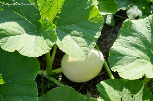 growing white pumpkins, gardening, Pumpkins are heavy feeders so they will need to be fertilized once the fruit starts growing