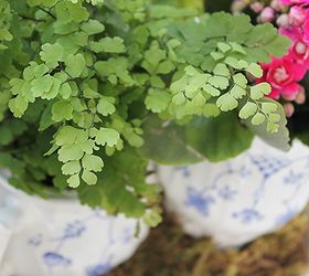 a tea pot mini garden fairy garden, gardening, Delicate Maidenhair Fern provides a cool spot for visiting fairies
