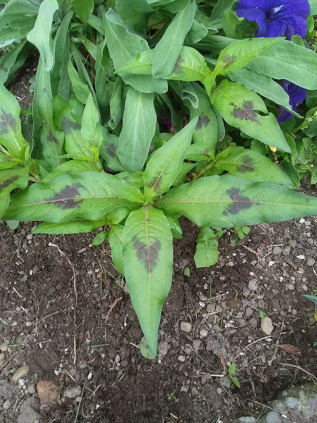 q does anyone know if this a plant or a weed, gardening