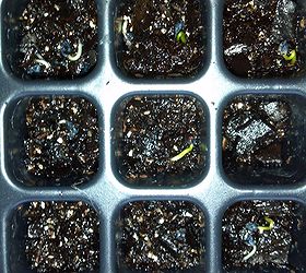 start seeds like a pro, container gardening, gardening, homesteading, Watch closely for signs of life them start treating them like plants instead of keeping them wet