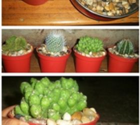 recycle used food cups and add river stones to make your cacti planters daintier, gardening