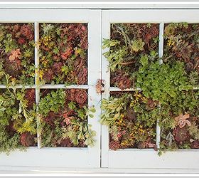 upcycled vertical succulent garden, crafts, flowers, gardening, succulents, Vertical Succulent Garden made from an older window frame I added succulents to the window