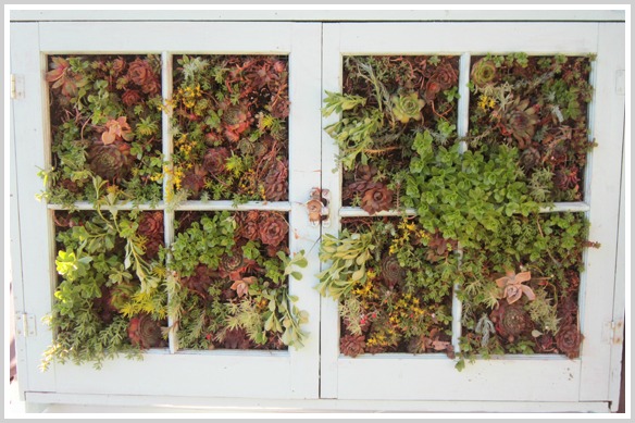 upcycled vertical succulent garden, crafts, flowers, gardening, succulents, Vertical Succulent Garden made from an older window frame I added succulents to the window