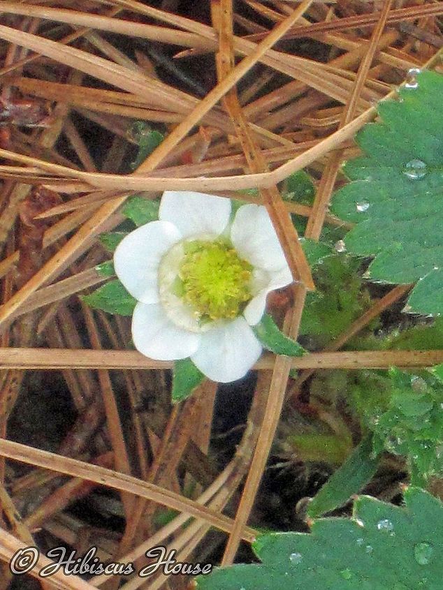 strawberry patch and wild critter, gardening, Beautiful blooms