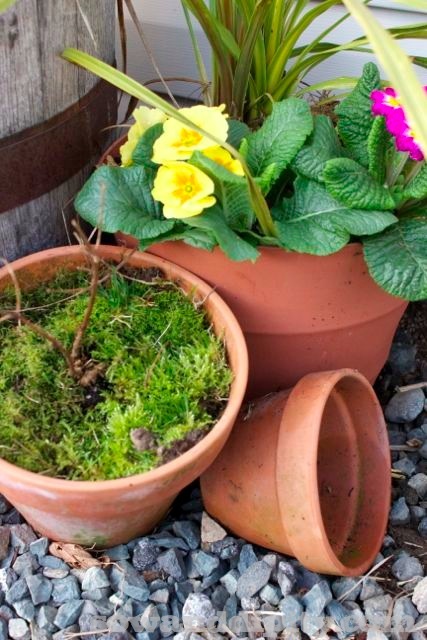 kick start your spring garden, flowers, gardening, Fill terracotta pot s with a little soil and top with moss