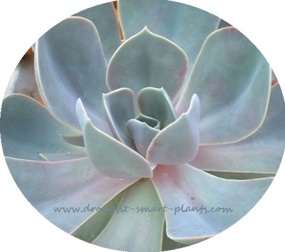 echeveria lovely and drought tolerant tender succulents, flowers, gardening, succulents, Echeveria Perle von Nurnberg is one of the most popular varieties for good reason with it s pretty and distinctive mauve tones on the upright foliage