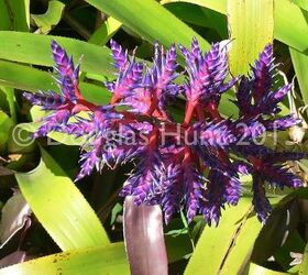 tropical treats from fairchild botanic garden, gardening, The technicolor blooms of a bromeliad