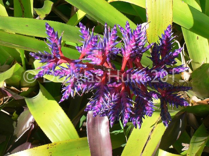 tropical treats from fairchild botanic garden, gardening, The technicolor blooms of a bromeliad