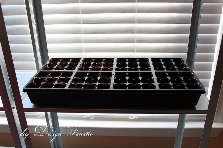 starting seeds, gardening, I planted Broccoli and onion seeds and set them on a shelf in front of a Southern facing window