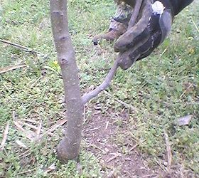 cutting a lower limb on an apple tree, gardening, Young 2 1 2 yrs Gala apple tree trunk Hand holding the limb to cut