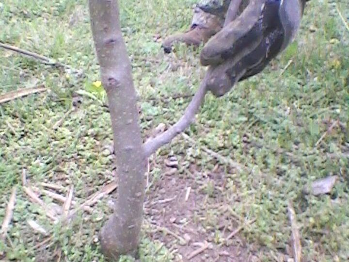 cutting a lower limb on an apple tree, gardening, Young 2 1 2 yrs Gala apple tree trunk Hand holding the limb to cut