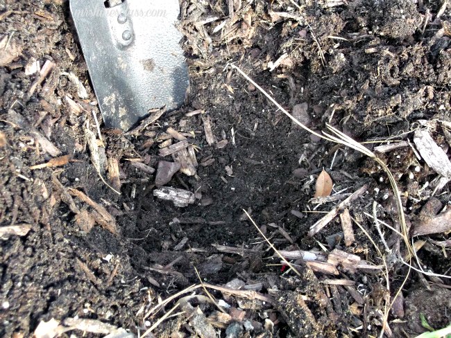 save money with these diy garden design and landscaping tips, gardening, landscape, Dig your hole twice as wide and as deep as the root ball Be sure to break up the root ball before planting