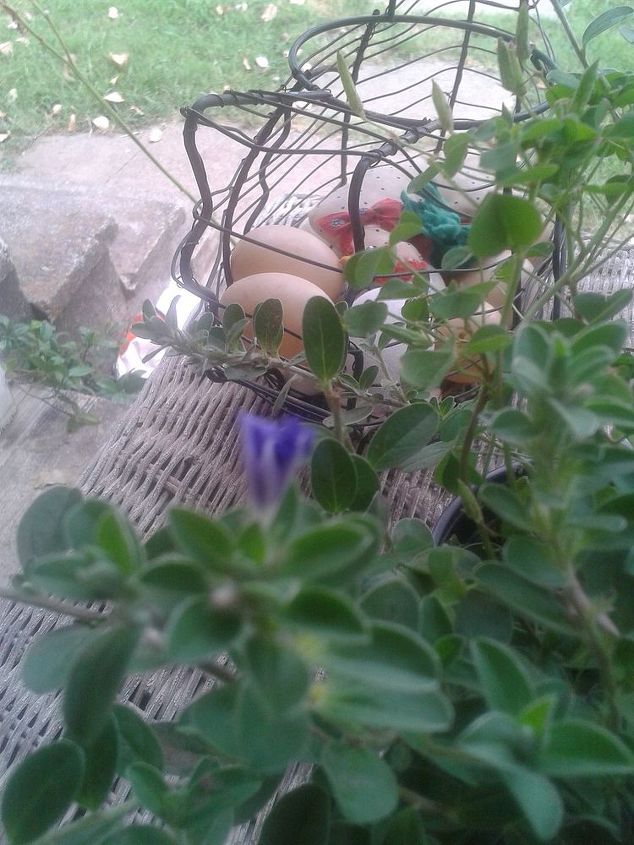 help, flowers, gardening, small blue flowers