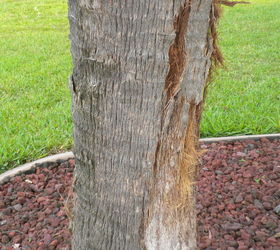Palm tree is shedding the bark. What to do? Hometalk