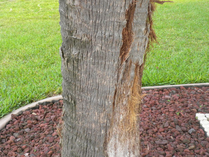 palm tree is shedding the bark what to do