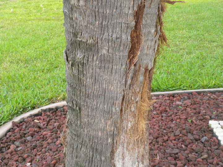 la palmera est desprendiendo la corteza qu hacer