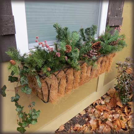 my window boxes are decked with mason jars, christmas decorations, gardening, seasonal holiday decor, windows