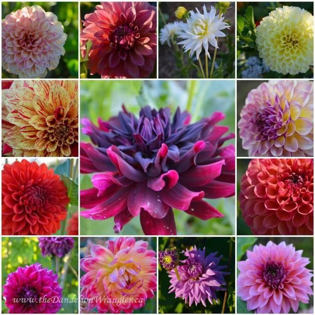 the summer of dahlias, gardening, A collection of dahlia growing out at Colony Farms Community Gardens
