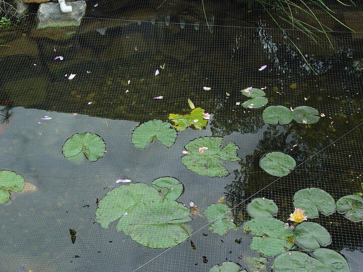 pond puzzle amp who ate the lillies, pets animals, ponds water features, Lily at bottom top of bird netting