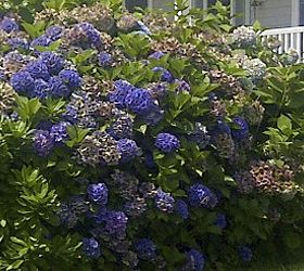 growing blue hydrangeas, flowers, gardening, hydrangea, An acidic soil lower PH is required to get these deep blue blooms Add a mulch high in acidic matter like pine needles or lower the PH balance with Soil Acidifier