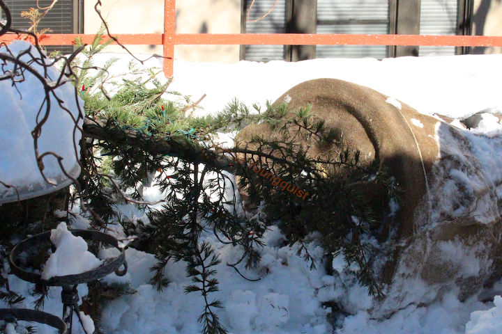 urban garden winterizing update, container gardening, diy, flowers, gardening, perennial, seasonal holiday decor, urban living, Winter Season 2012 13 During a windy winter day my larch toppled over destroying some of its shape which is something I shared with HT comrade Douglas H