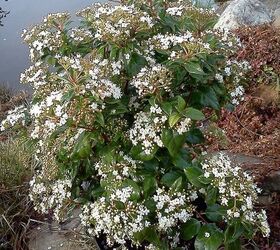 q plants in bloom today in the nursery 21 pictures, gardening, Viburnum tinus Spring Bouquet